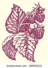 Vector monochrome drawing style handmade ink on paper. Raspberry twig with berries, buds and leaves