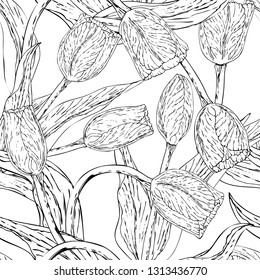 Vector monochrome floral seamless pattern whit tulip. Flowers on a white background