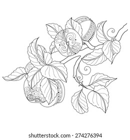 Vector Monochrome Fruit Background. Hand Drawn Decorative Branch of Apple Tree, Coloring Book