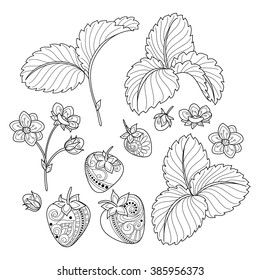 Vector Monochrome Fruit Collection. Hand Drawn Decorative Strawberry Set