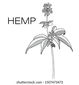 Vector monochrome of hand drawn hemp cannabis. 