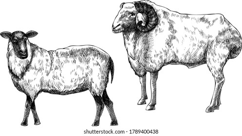 Vector monochrome hand drawn illustration of sheeps.