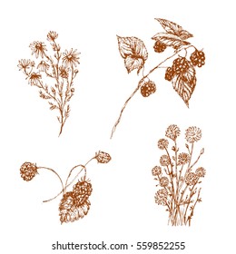 Vector monochrome hand drawn set of raspberry, strawberry, chicory and cauliflower isolated on white. Food, herbal medicine and natural themes, design element, textile, printed goods.