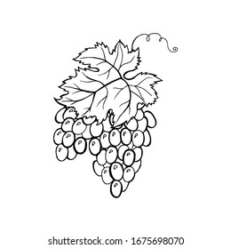 Ilustración monocromática vectorial del logotipo de uvas aislado en fondo blanco.