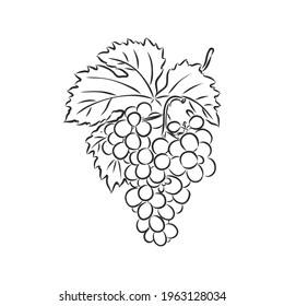 Ilustración monocroma vectorial del logotipo de las uvas. Muchas similitudes con el perfil del autor
