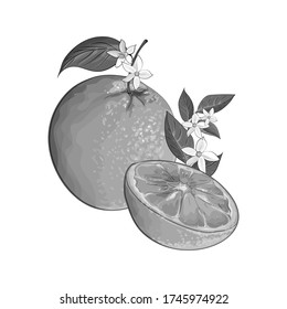 Vector monochrome Abbildung mit grauen Zitrusfrüchten, Orange, Scheiben, Blumen, Blättern. Auf weißem Hintergrund isoliert. Jahrgang.