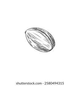 Vector monochrome illustration of hand drawn argan nut sketch. Engraved style. Cosmetic, medical and food product. Body care. Botanical plant. Isolated background.