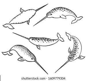 Vector monochrome illustration set of narwhal. Ocean animals theme. Hand drawn style on white background. Isolated elements fot design. Narwhale whale dotted collection. Black ink color narwhals.