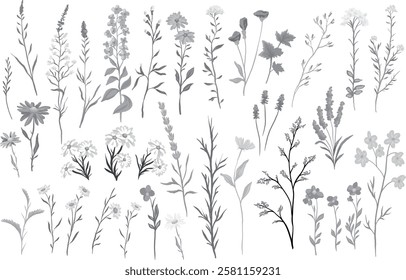 vector monochrome illustration of various wildflowers and delicate plants set arranged artistically on a white background