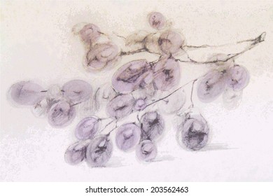Vector monochrome image of branch of grapes close-up. Pencil sketch