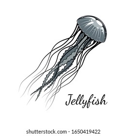 Imagen monocroma vectorial de medusas. Imagen de fondo blanco.