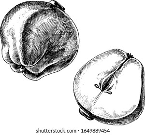 Vector monochrome ink quince illustration.