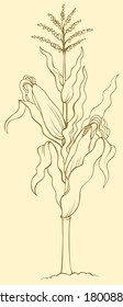 Vector monochrome linear drawing isolated on white background. Corn plant stalk, wavy leaves, ripe ears and blossom seeds on top