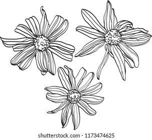 vector monochrome linear illustration flower echinacea