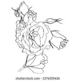 vector monochrome linear illustration flower branch eustoma