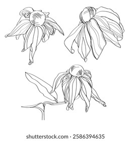 vector monochrome linear illustration flower echinacea