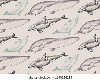 Vector monochrome seamless pattern with ocean animals whale, dolphin, orca in sketch style. Underwater world. Hand drawn graphic endless background