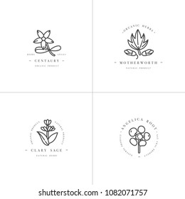 Vector monochrome set design templates and emblems - healthy herbs and spices. Different medicinal, cosmetic plants- centaury, clary sage, motherworth and angelica root. Logos in trendy linear style