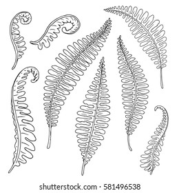 Vector monochrome set of fern leaves isolated on white. Natural, floral, tropical and wetland themes, decoration for different purposes, printed goods, textile. Coloring book image.