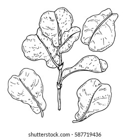 Vector monochrome set of lyrate fig isolated on white. Natural, floral, tropical and wetland themes, decoration for different purposes, printed goods, textile. Coloring book image.