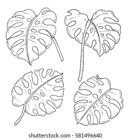 Vector monochrome set of monstera leaves isolated on white. Natural, floral, tropical and wetland themes, decoration for different purposes, printed goods, textile. Coloring book image.
