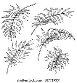 Vector monochrome set of palm leaves isolated on white. Natural, floral, tropical and wetland themes, decoration for different purposes, printed goods, textile. Coloring book image.