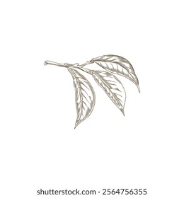 Vector monochrome sketch of carambola branch with leaves, hand drawn. Outline design illustration with organic, tropical plant for botanical decor. Isolated background.