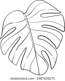 Vector Monstera black leaf. Exotic, summer, fresh Isolate for creating wedding invitations, cards. Tropical plants, botany