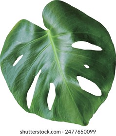 Vector Monstera Deliciosa leaf isolated on transparent background