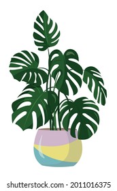 Vector  monstera flower in a colored flower pot isolated on a white background. A monster in a flat style. Homemade green flowers.