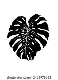 Vector monstera leaf. Botanical illustration of a black silhouette of a monstera isolated on a white background. Tropical leaf, hand drawn exotic plant. EPS10 - vector.