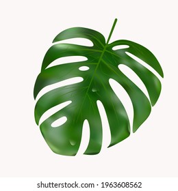 Vector monstera leaf isolated on white background. Tropical leaf monstera. Monstera leaf with dew. Leaf with rain drop
