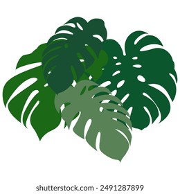 Hoja de Vector Monstera. Vector tropical, hoja de Monstera