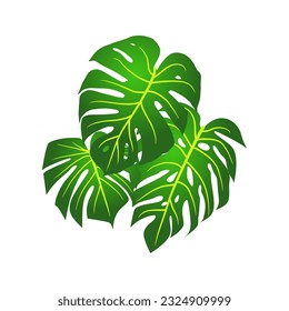 Vector monstera leaves can be used for illustrations, drawings, or to decorate your designs