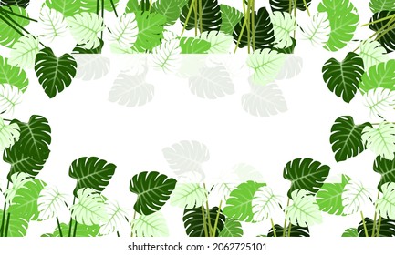 Vector of monstera leaves on a white background for natural background.