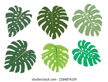 Vector Monstera Modern style flower Plant pot Art Illustration