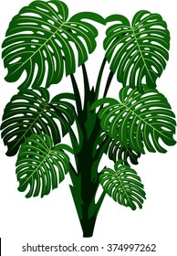 vector monstera palm tree