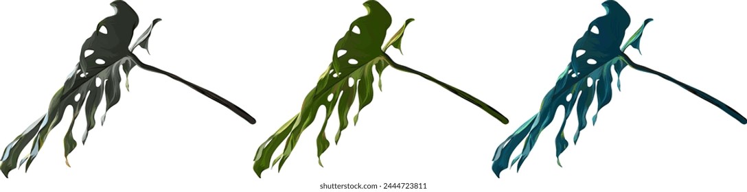 Vector monstera plant set. Tropical plant, leaf. Paradise plant. Multi-colored leaf