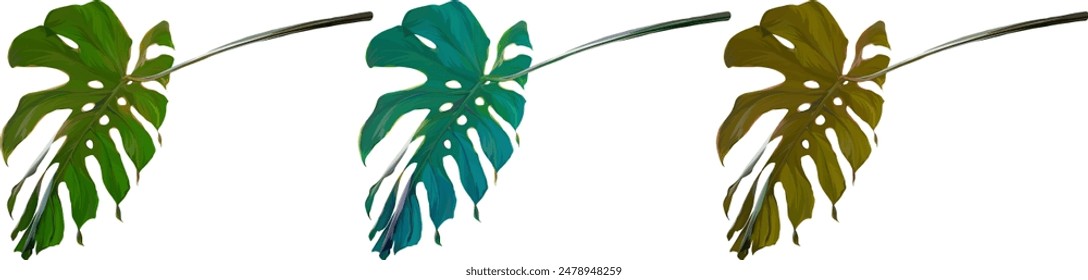 Vector monstera plant set. Tropical plant, leaf. Paradise plant. Multi-colored leaf