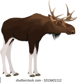 vector moose bull