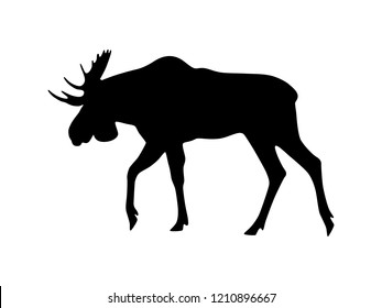 Vector moose silhouette isolated on white. Black shape of moose.