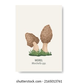 Vector Morel Mushroom Icon Isolated on White. Hand Drawn Cartoon Morel Couple Mushrooms Design Template, Clipart. Morchella spp. Mushroom Set