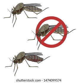 Vector mosquito on a white background, mosquito sucks blood, sign anti insect