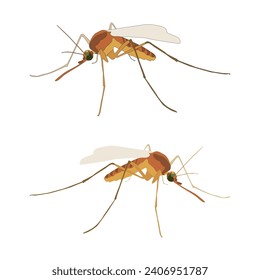 Vector mosquito on a white background