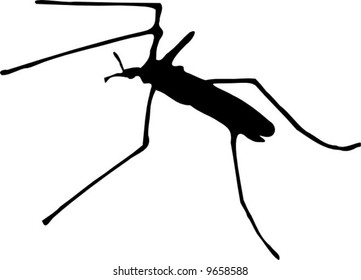 vector mosquito silhouette