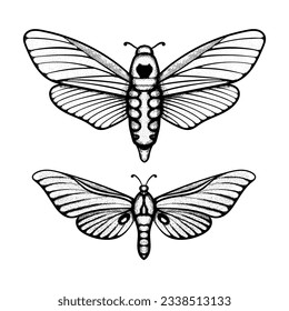Vector moth, mystic symbol and signs. Witchcraft, occult, alchemical signs. Butterfly moth vintage engraved style