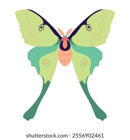 Vector Moth Night Butterfly Cartoon Illustration Isolated