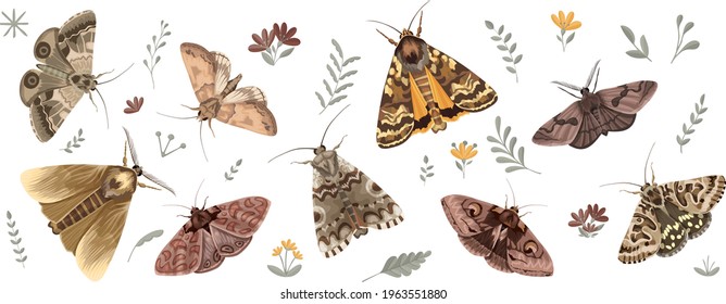 Vector Moths Illustration. Hand draw realistic insect