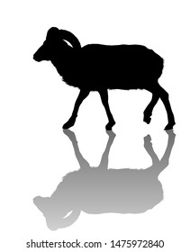 Vector  mountain goat silhouette over white background
