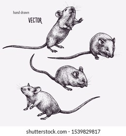 Vector mouse ink drawing. Mice hand-drawn illustration. Engraving style. Vintage, retro picture. Isolated animal objects. Black and white. Sketch, stamp, line art, textured drawing